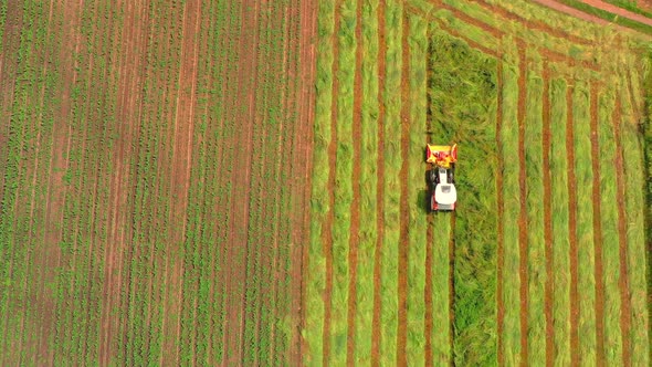 Symphysodon Discus Fish Swiming in Aquarium alt