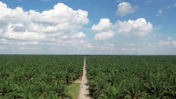 Palm Oil Field alt