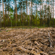 Hardwood, Lumber, Wood Chips From Tree Trunks In Deforestation Area. Pine Forest Landscape In Spring - PhotoDune Item for Sale
