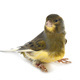 island canary in studio - PhotoDune Item for Sale