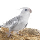 flying gray cockatiel - PhotoDune Item for Sale