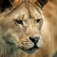 Close up lion portrait. Animal wild predators in natural environment - PhotoDune Item for Sale