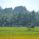 Equatorial hut with sago palm roof stands amidst a rice field, framed by lush trees. - PhotoDune Item for Sale