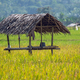 Equatorial hut with sago palm roof stands amidst a rice field, framed by lush trees. - PhotoDune Item for Sale