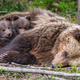 Two brown bears cubs resting in forest with mother - PhotoDune Item for Sale