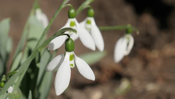 White  common snowdrop outdoor in the field 4K 2160p 30fps UltraHD footage - Close-up of beautiful g