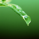 Fresh water droplet on green leaf - PhotoDune Item for Sale