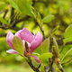 Pink magnolia buds, unopened flowers. Flowering trees in early spring - PhotoDune Item for Sale