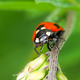 Close up of ladybug on the grass - PhotoDune Item for Sale