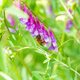 Bee landed on the grass - PhotoDune Item for Sale