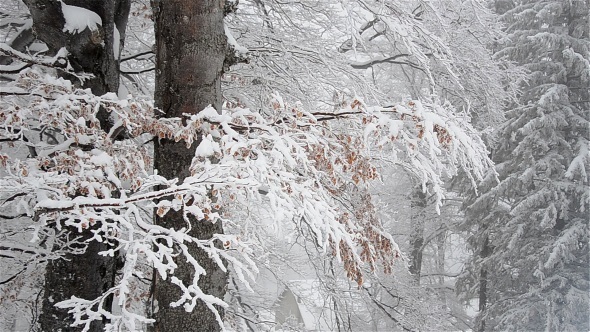 Winter Foggy Landscape 2