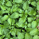 Green background of many leaves of a young plant, seedlings of chili peppers, leaves top view.  - PhotoDune Item for Sale