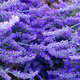 Lavender field at summer - PhotoDune Item for Sale