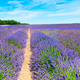 Lavender field at summer - PhotoDune Item for Sale