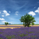 Lavender field and tree - PhotoDune Item for Sale