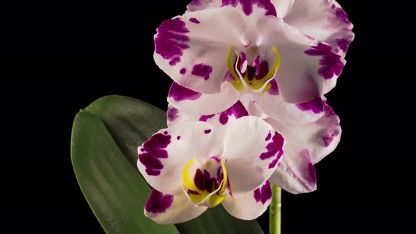 Blooming White - Magenta Orchid Phalaenopsis Flower alt
