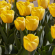 Tulip Golden Apeldoorn yellow flowers in spring sunlight - PhotoDune Item for Sale