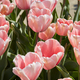 Tulip Salmon Impression, pink flowers in spring sunlight - PhotoDune Item for Sale