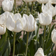 Tulip Beauty of White flowers in spring sunlight - PhotoDune Item for Sale