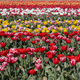Tulip field with flowers in red, pink, white and yellow colors in spring sunlight - PhotoDune Item for Sale