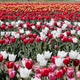 Tulip field with flowers in white, red, pink and yellow colors in spring sunlight - PhotoDune Item for Sale