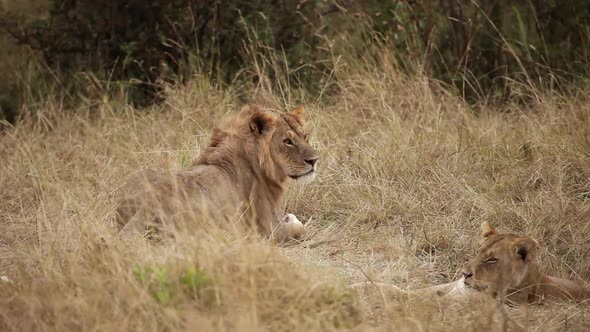 A Pair of Lions Lying Down