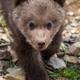 Young brown bear cub in the forest. Animal in the nature habitat - PhotoDune Item for Sale