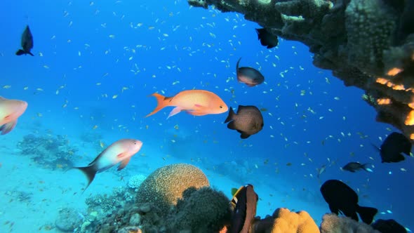 Tropical Colorful Underwater Seascape alt