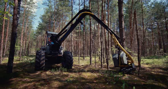 A deforestation machine cuts and cuts a large tree.