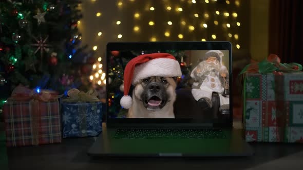 Cute Dog in a Santa Claus Hat Wishes you a Merry Christmas and a Happy New Year