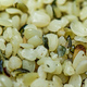Detail of hemp seeds - PhotoDune Item for Sale
