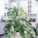 Monstera Alba is a rare variegate close-up in the interior on the stand. Houseplant Growing and cari - PhotoDune Item for Sale