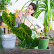 Woman in apron holds large striped philodendron leaf and Caring for potted plant, Transplanting and  - PhotoDune Item for Sale