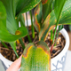Problems in the cultivation of domestic plants Problems in cultivation of domestic plants aspidistra - PhotoDune Item for Sale