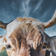 Closeup of a cow&#39;s horns - PhotoDune Item for Sale