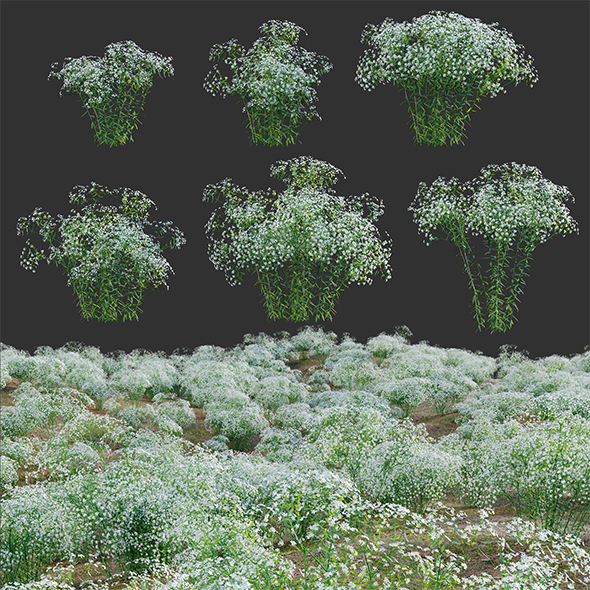Euphorbia corollata - Flowering Spurge