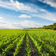 Young green corn on the agricultural field - PhotoDune Item for Sale