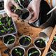 Farmer transplants tomato and pepper seedlings into peat cups - PhotoDune Item for Sale