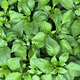 Green background of many leaves of a young plant, seedlings of chili peppers, leaves top view.  - PhotoDune Item for Sale