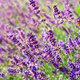 Bushes Of Lavender Flowers In The Garden On Sunset, Landscape Design. - PhotoDune Item for Sale