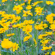 Field Of Yellow Flower Lance Leaved, Coreopsis Lanceolata, Lanceleaf Tickseed Or Maiden&#39;s Eye - PhotoDune Item for Sale
