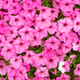 Pink Petunia Flower Background, Purple Petunias In The Pot, Landscape Design, Decor. - PhotoDune Item for Sale