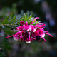Closeup shot of a blooming branch of rosemary grevillea - PhotoDune Item for Sale