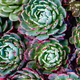 Closeup shot of pink and green succulent plants in a garden - PhotoDune Item for Sale