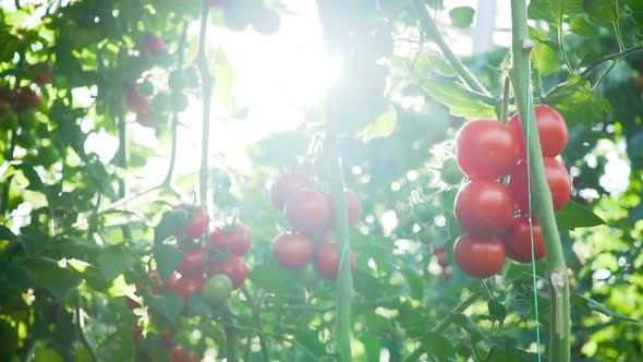 Ripe tomatoes on the vine