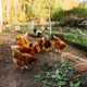 Red chickens eat fresh leaves from the farmer&#39;s hands in the chicken coop - PhotoDune Item for Sale