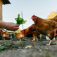 A woman&#39;s hand feeds green leaves to a group of red hens on a private farm - PhotoDune Item for Sale
