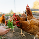 Woman&#39;s hand feeding green leaves to a group of hens on a farm. - PhotoDune Item for Sale