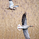 Western marsh harrier (Circus aeruginosus) and Greylag goose (Anser anser) - PhotoDune Item for Sale