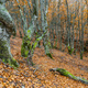 Hayedo de la Pedrosa Natural Protected Area, Spain - PhotoDune Item for Sale